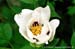 Rockii Peony: QIN XING BAI